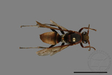 ǦW:Polistes huisunensis