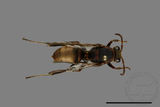 ǦW:Polistes huisunensis