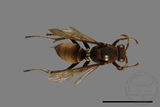 ǦW:Polistes huisunensis