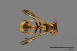 ǦW:Ropalidia fasciata