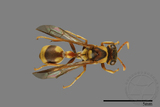 ǦW:Ropalidia fasciata