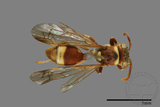 ǦW:Ropalidia fasciata