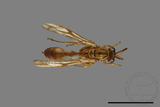 ǦW:Parapolybia takasagona