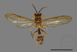 ǦW:Parapolybia takasagona