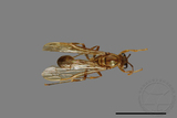 ǦW:Parapolybia takasagona