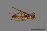 ǦW:Parapolybia takasagona