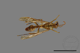 ǦW:Parapolybia takasagona