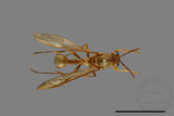 ǦW:Parapolybia takasagona