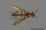 ǦW:Parapolybia takasagona