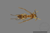 ǦW:Parapolybia takasagona