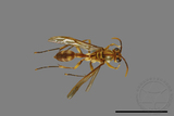 ǦW:Parapolybia takasagona