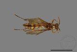 ǦW:Parapolybia takasagona