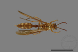 ǦW:Parapolybia takasagona