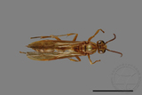 ǦW:Parapolybia takasagona