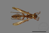 ǦW:Parapolybia takasagona