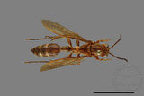 ǦW:Parapolybia takasagona