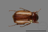 ǦW:Pseudosymmachia wulaiensis