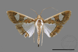 ǦW:Glyphodes actorionalis