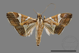 ǦW:Glyphodes itysalis