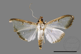 ǦW:Sisyrophora pfeifferae