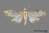 ǦW:Cirrhochrista spinuella