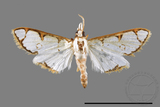 ǦW:Cirrhochrista spinuella