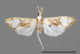 ǦW:Cirrhochrista fuscusa