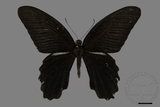 中文種名:黑鳳蝶
