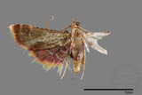 ǦW:Hypsopygia mauritialis