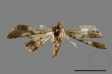 ǦW:Ceratarcha umbrosa