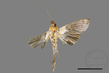 ǦW:Tyspanodes hypsalis