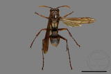 ǦW:Polistes formosanus