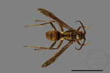 ǦW:Polistes formosanus