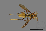 ǦW:Polistes formosanus