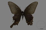 中文種名:烏鴉鳳蝶