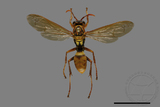 ǦW:Polistes formosanus