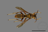 ǦW:Polistes formosanus