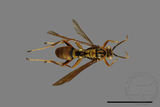 ǦW:Polistes formosanus