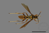 ǦW:Polistes formosanus