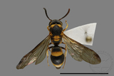 ǦW:Parancistrocerus taihorinensis