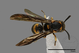 ǦW:Parancistrocerus yamanei