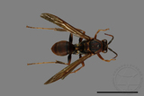 ǦW:Polistes huisunensis