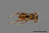 ǦW:Polistes formosanus