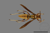 ǦW:Polistes formosanus