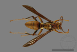 ǦW:Polistes formosanus