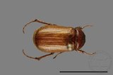 ǦW:Pseudosymmachia wulaiensis