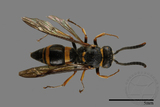 ǦW:Ancistrocerus montuosus