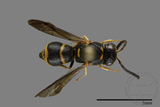 ǦW:Parancistrocerus yachowensis konkunensis