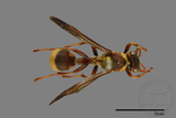 ǦW:Ropalidia fasciata