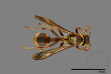 ǦW:Ropalidia fasciata